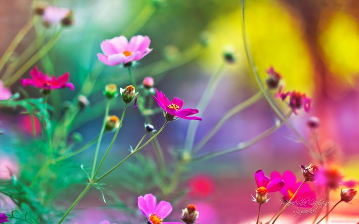 火速快递 Win8官方主题壁纸1920x1200【14P】