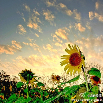 大爱向日葵小清新图 暖暖的向日葵花素材