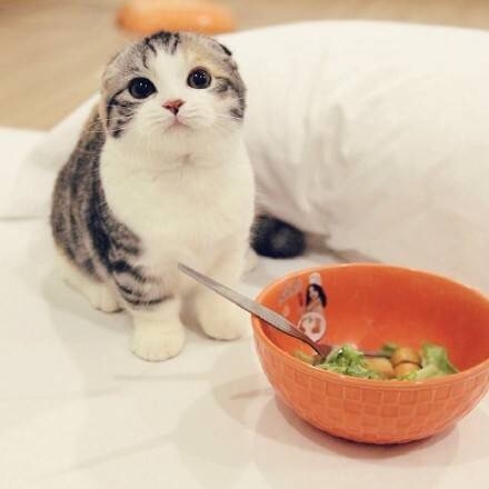可爱猫咪图片：萌萌的小奶猫