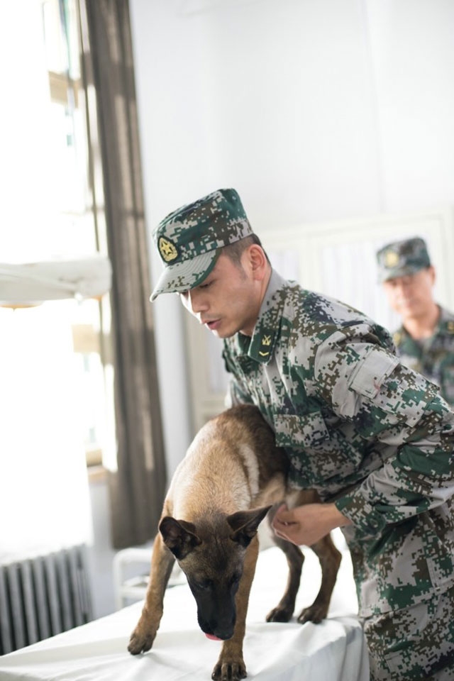 《神犬奇兵》高清手机壁纸