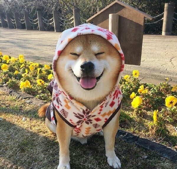 愿你余生如它般常欢笑