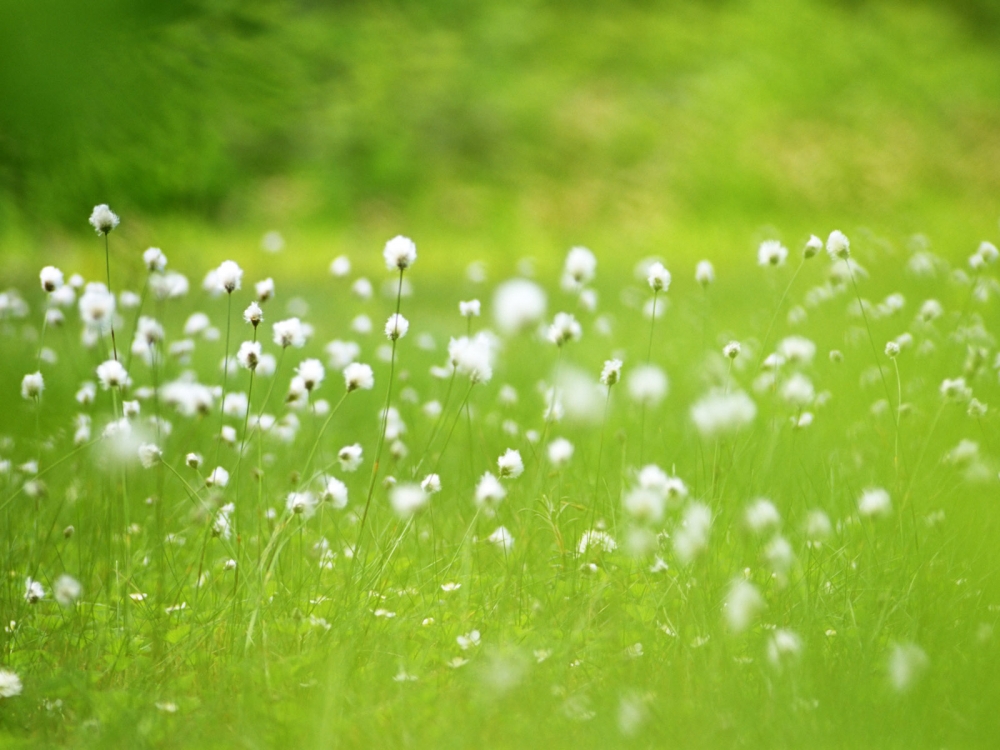 花朵桌面壁纸-风景壁纸 高清壁纸