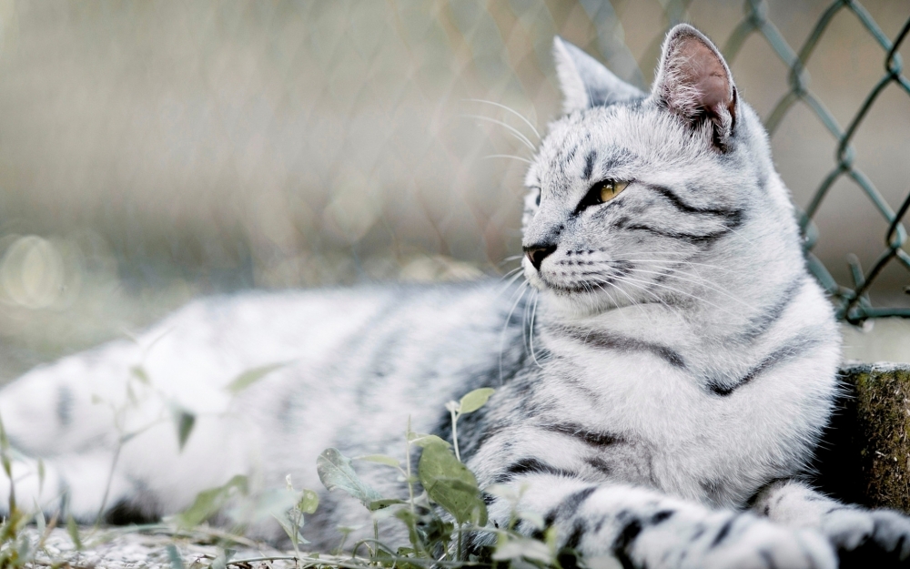 精选可爱的猫咪图片呆萌喵星人玩耍图集高清电脑桌面壁纸第三辑