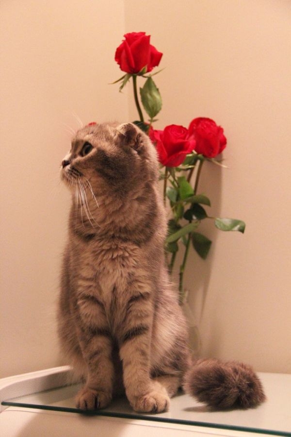 萌萌哒的折耳猫