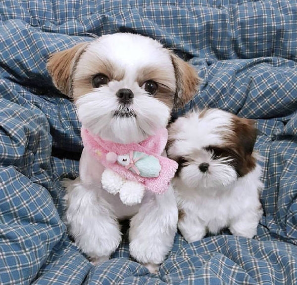 狗狗走一波