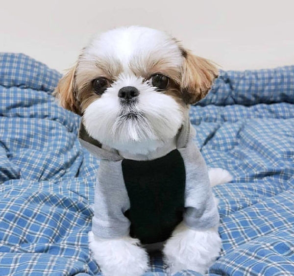 狗狗走一波