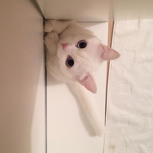 由初：猫的百态