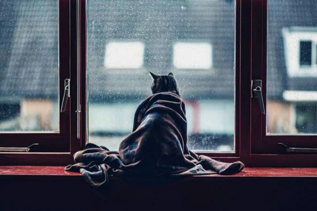 孤独的风景里有你 喵