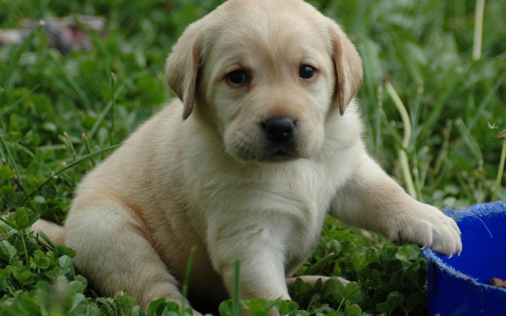 可爱的小狗在草丛中玩耍桌面壁纸下载