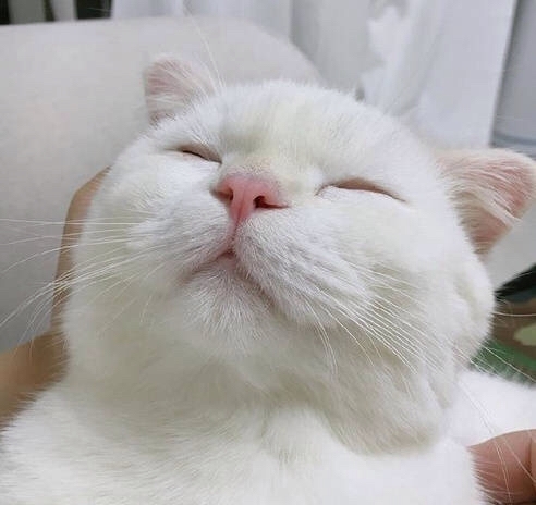 一个整天都很困的肥猫.
