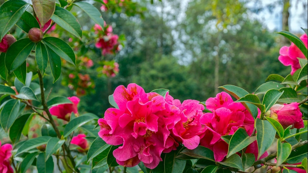 春日红色山唯美茶花高清电脑桌面壁纸