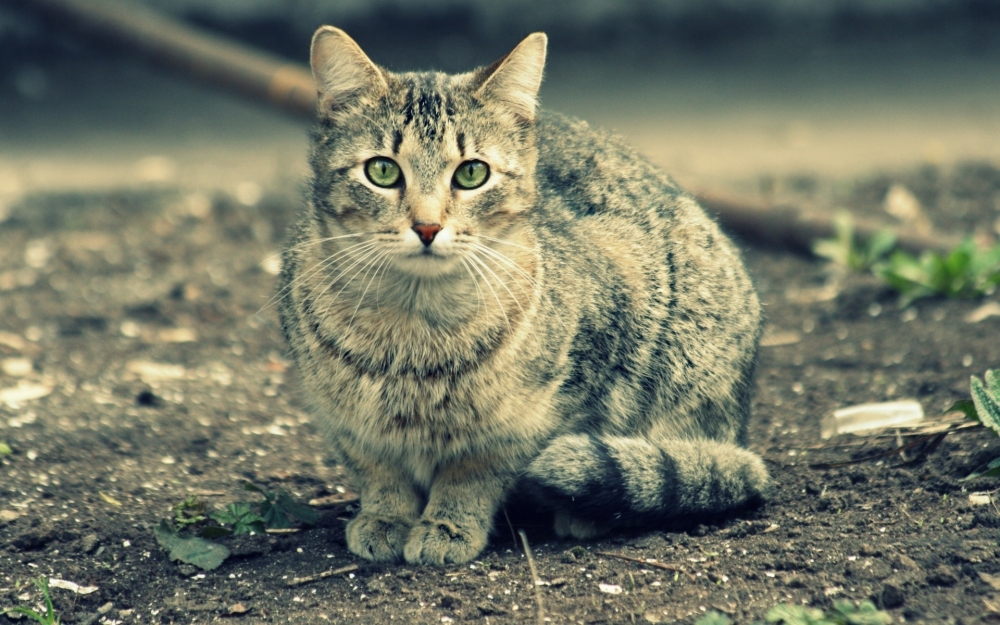 精选可爱的猫咪图片呆萌喵星人玩耍图集高清电脑桌面壁纸第三辑