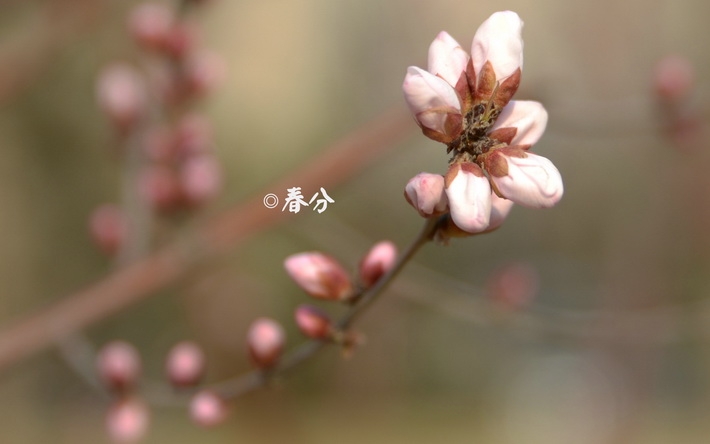 24节气之春分壁纸图片