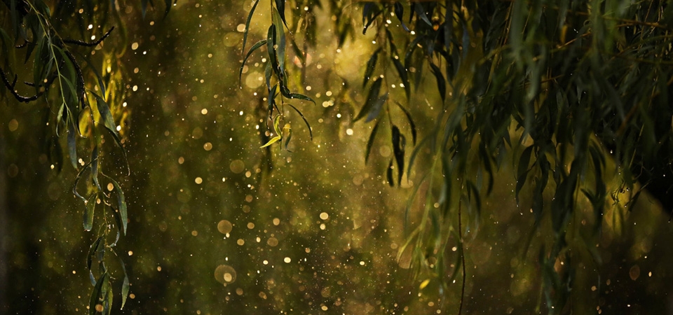 墙纸,树叶,水滴,雨点,闪烁,桌面壁纸