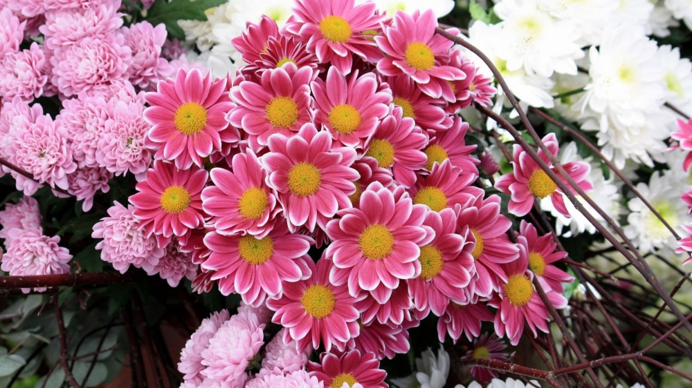 花朵壁纸高清大图