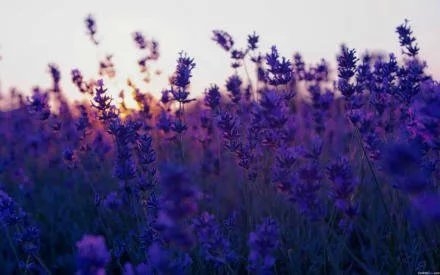 摄影紫色的薰衣草唯美浪漫花海图片