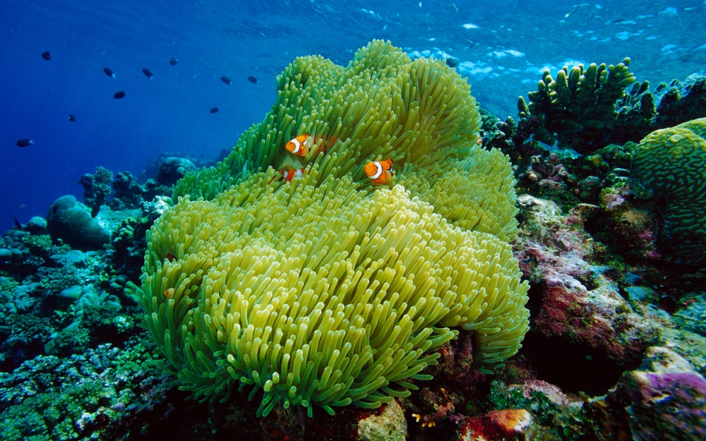 躲在珊瑚之中的小丑鱼唯美海底电脑桌面壁纸