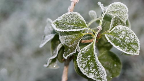 冰雪植物高清宽屏电脑壁纸