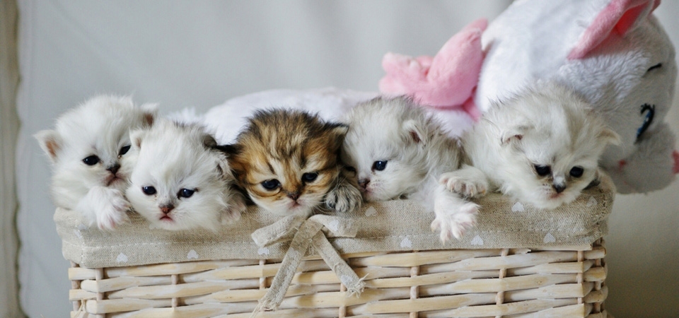 小猫，婴儿，篮子，玩具，小伙伴们，可爱动物壁纸
