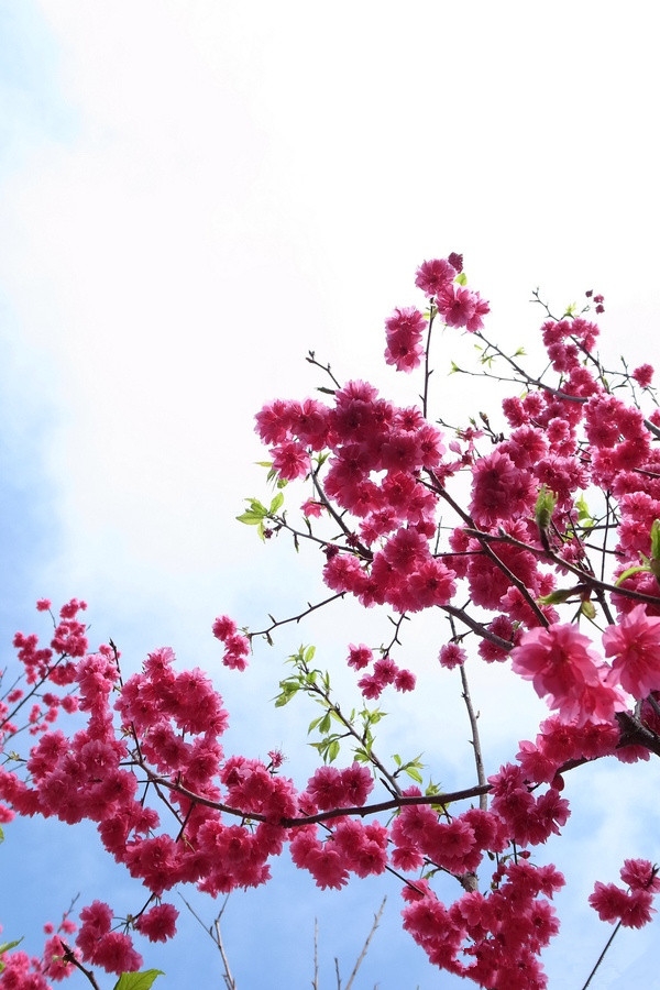 唯美旅行草原风景花朵图片