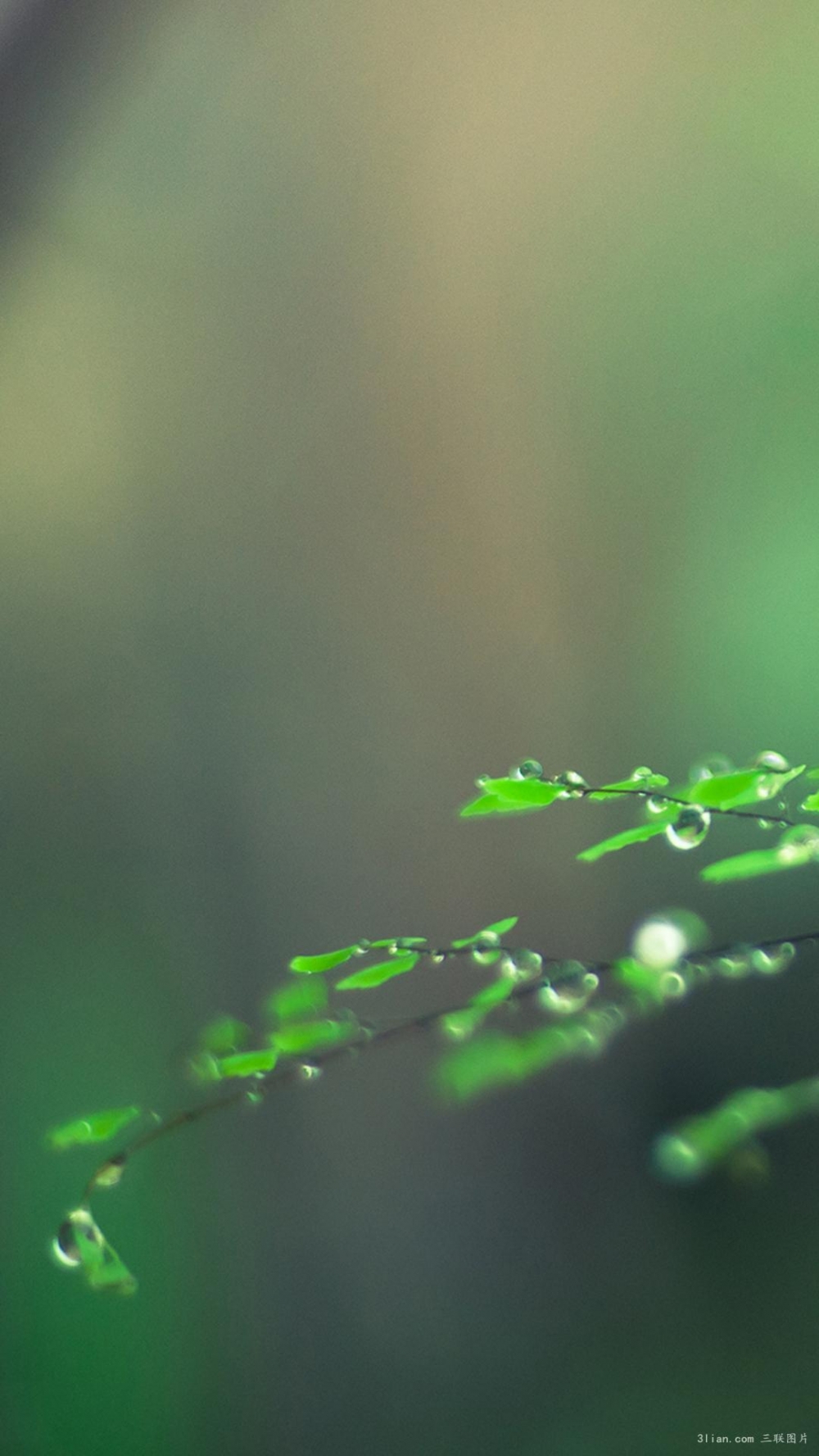 自然植物唯美绿色护眼