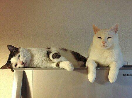 一生只喜猫