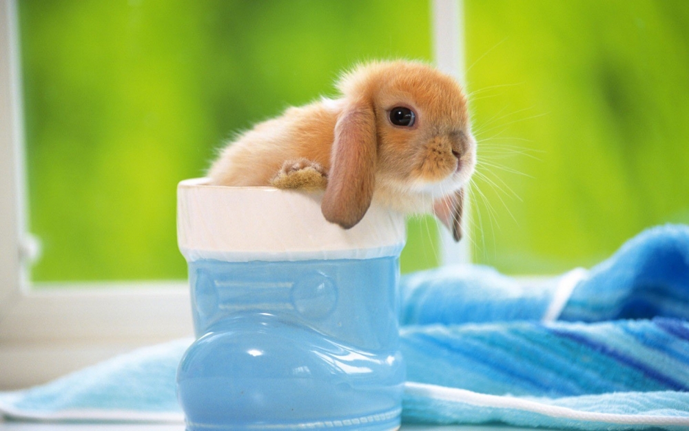 可爱的小兔子桌面壁纸高清