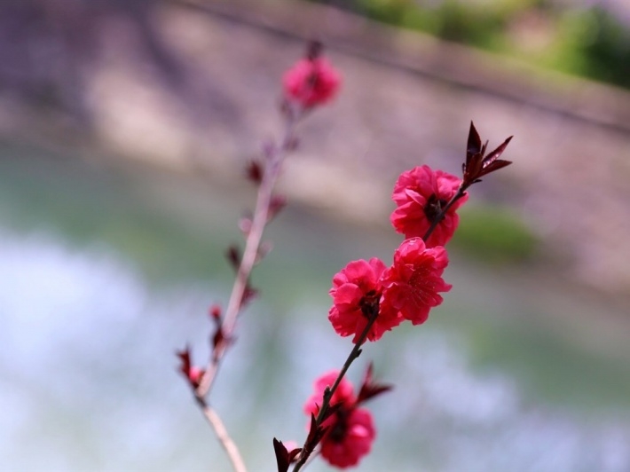 唯美鲜花高清图片大全