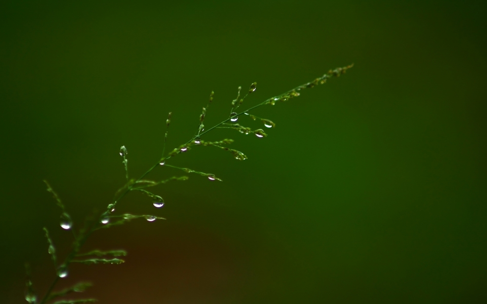 小清新植物上的露珠高清电脑桌面壁纸