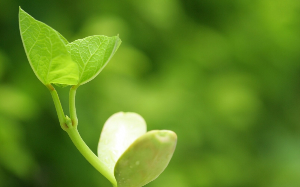 小清新植物嫩芽高清摄影电脑桌面壁纸