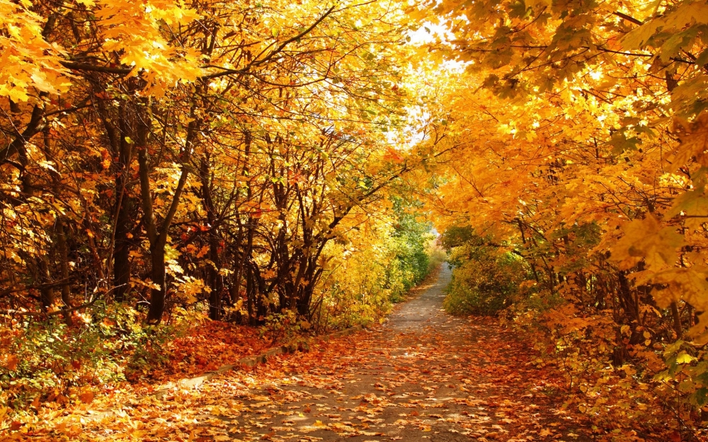 秋季小路落叶景色高清电脑桌面壁纸