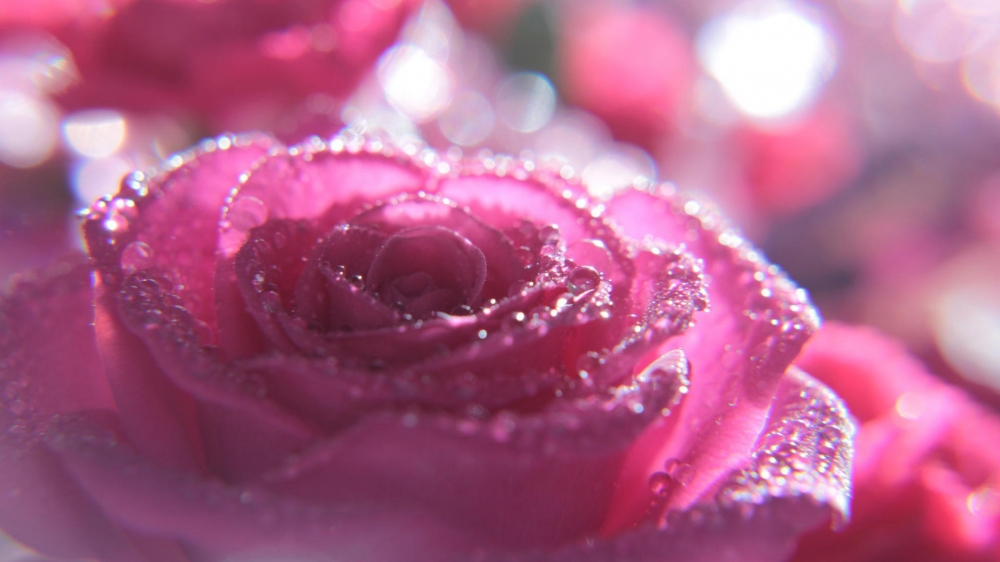 粉红玫瑰花上的水滴唯美桌面壁纸