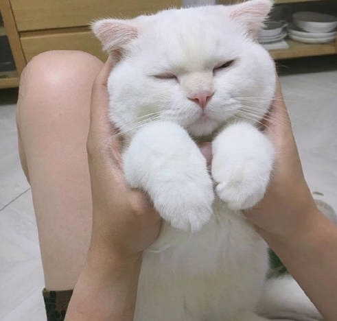 一个整天都很困的肥猫.
