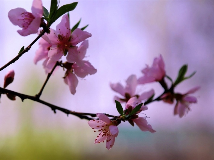 唯美鲜花高清图片大全