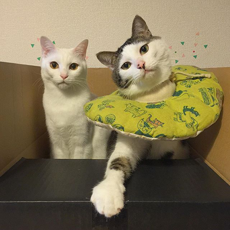 一生只喜猫
