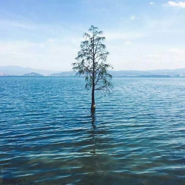 一颗孤独的树。