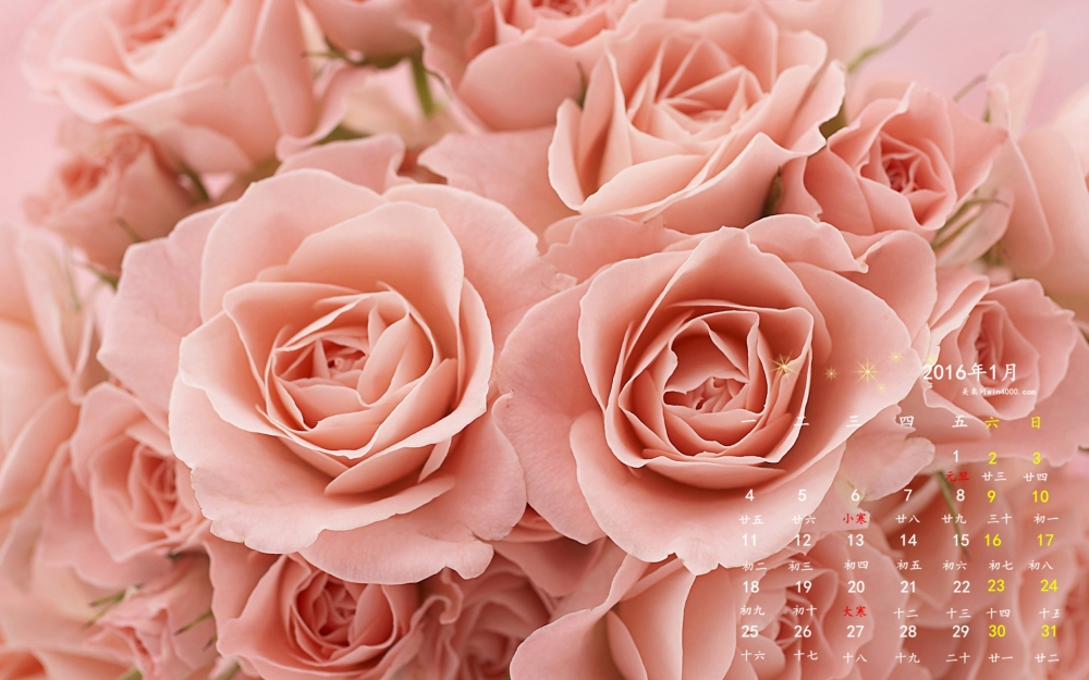 2016年1月日历粉红色玫瑰花桌面壁纸