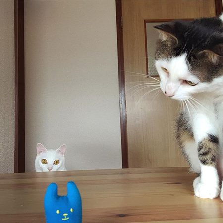 一生只喜猫