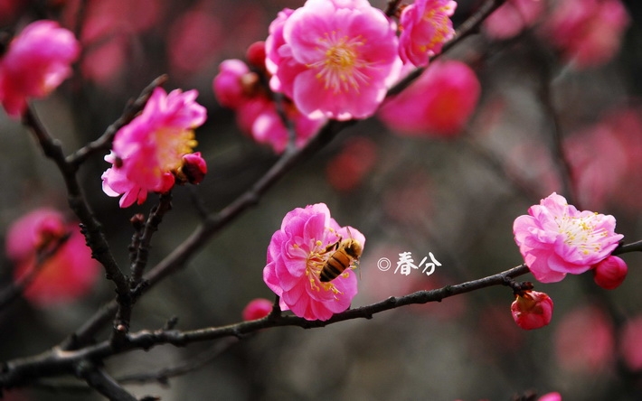 24节气之春分壁纸图片