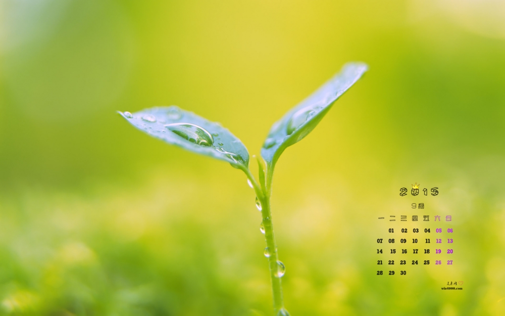 2015年9月日历精选清新绿色植物桌面壁纸图片下载10