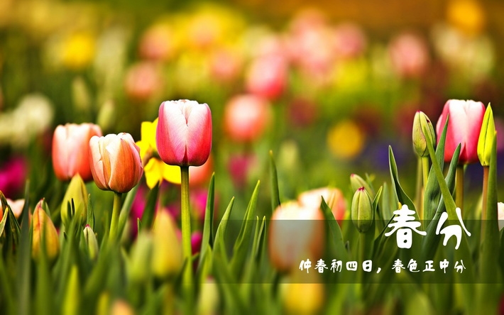 24节气之春分壁纸图片