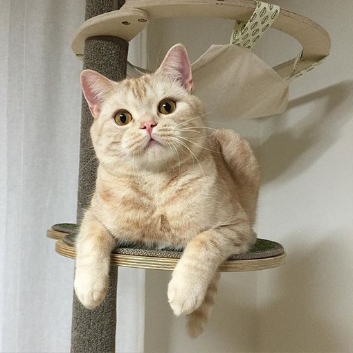 由初：猫的百态