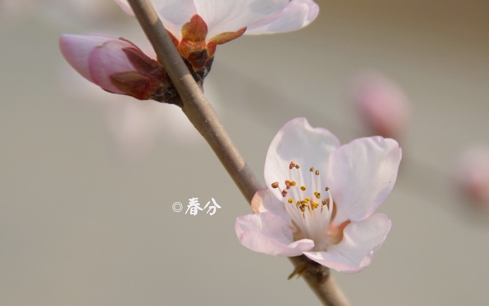 24节气之春分壁纸图片