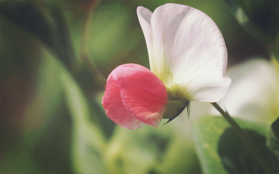 豌豆角花朵高清宽屏壁纸