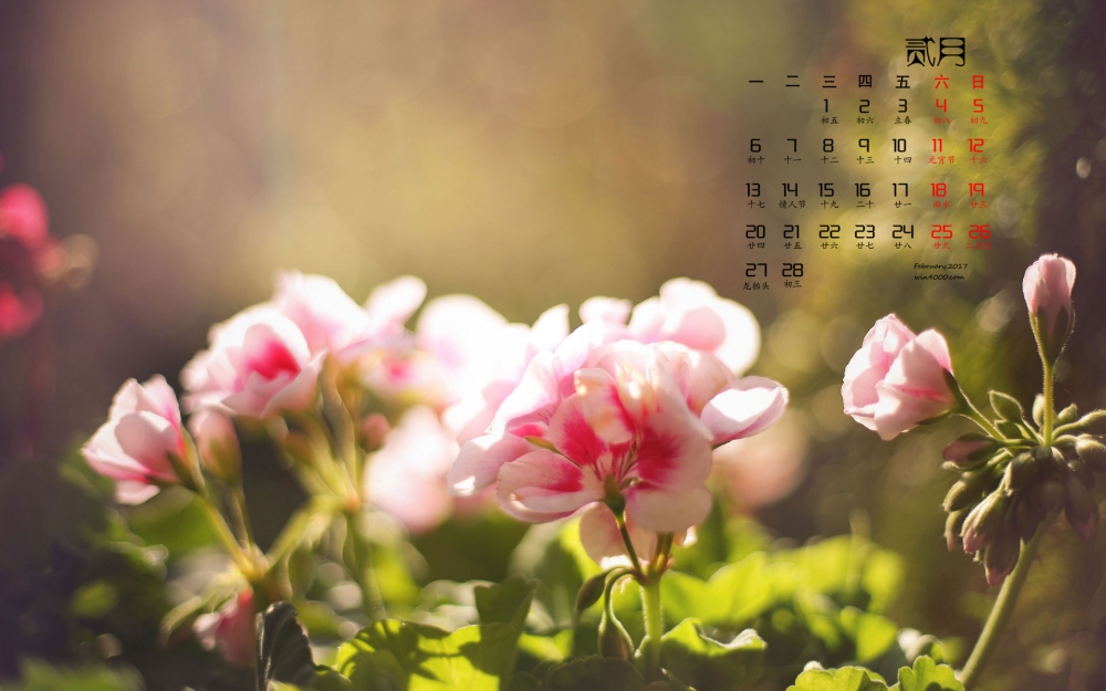 2017年2月简约大方的植物风景日历壁纸