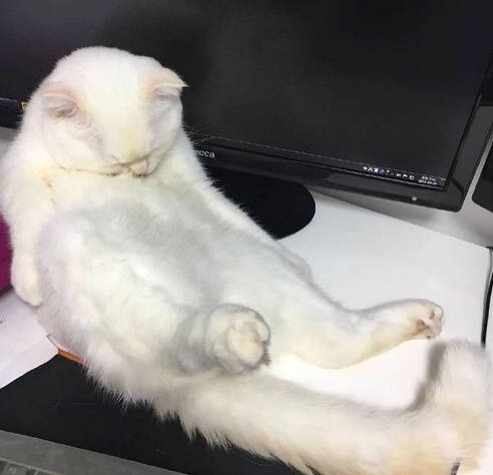 一个整天都很困的肥猫.