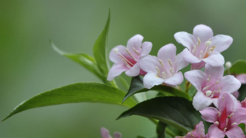 忍冬科锦带花桌面壁纸