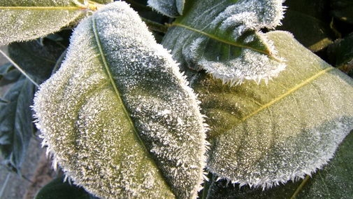 冰雪植物高清宽屏电脑壁纸