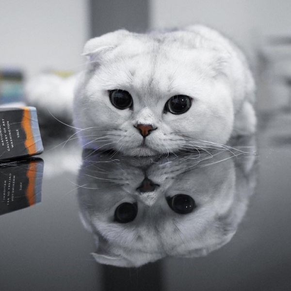 萌萌哒的折耳猫