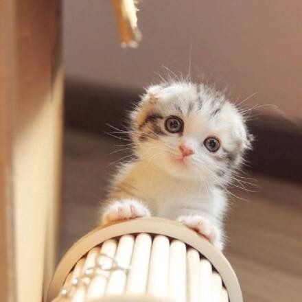 可爱猫咪图片：萌萌的小奶猫